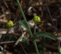 Sivun Convolvulus pentapetaloides L. kuva