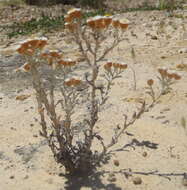 Image of Helichrysum cochleariforme DC.