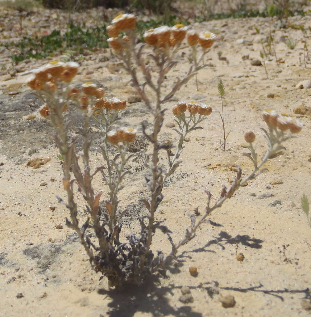 Image de Helichrysum cochleariforme DC.