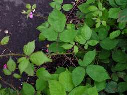 Image of Rubus rubritinctus W. C. R. Watson