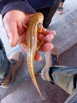 Image of Ambystoma granulosum Taylor 1944