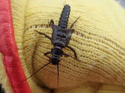 Image of American Salmonfly