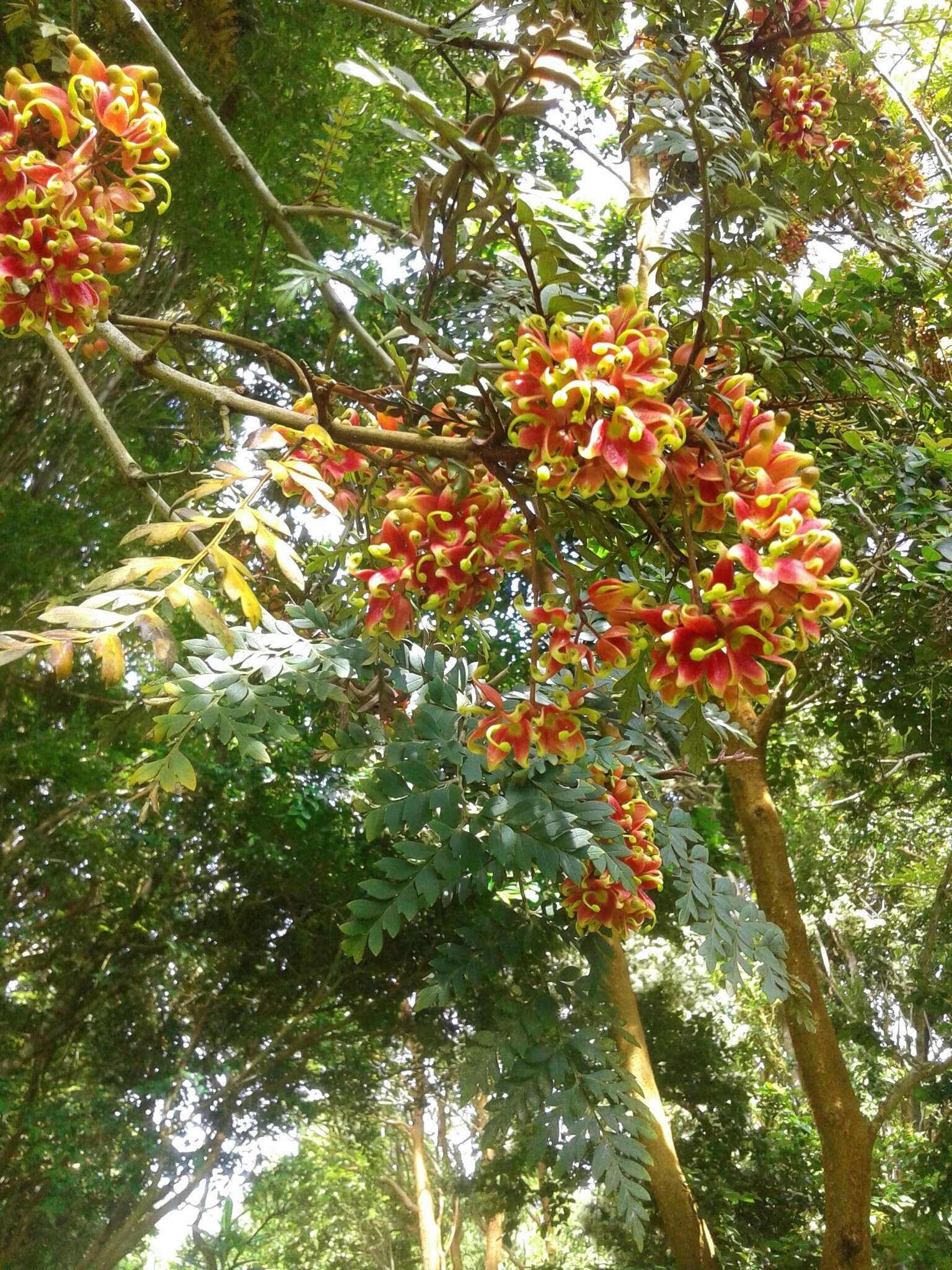 Image of Lomatia ferruginea R. Br.