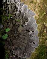 Image of felt lichen