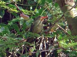 Image of Gilded Hummingbird