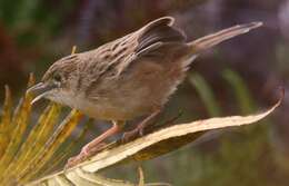 Image of Madagascan Cisticola