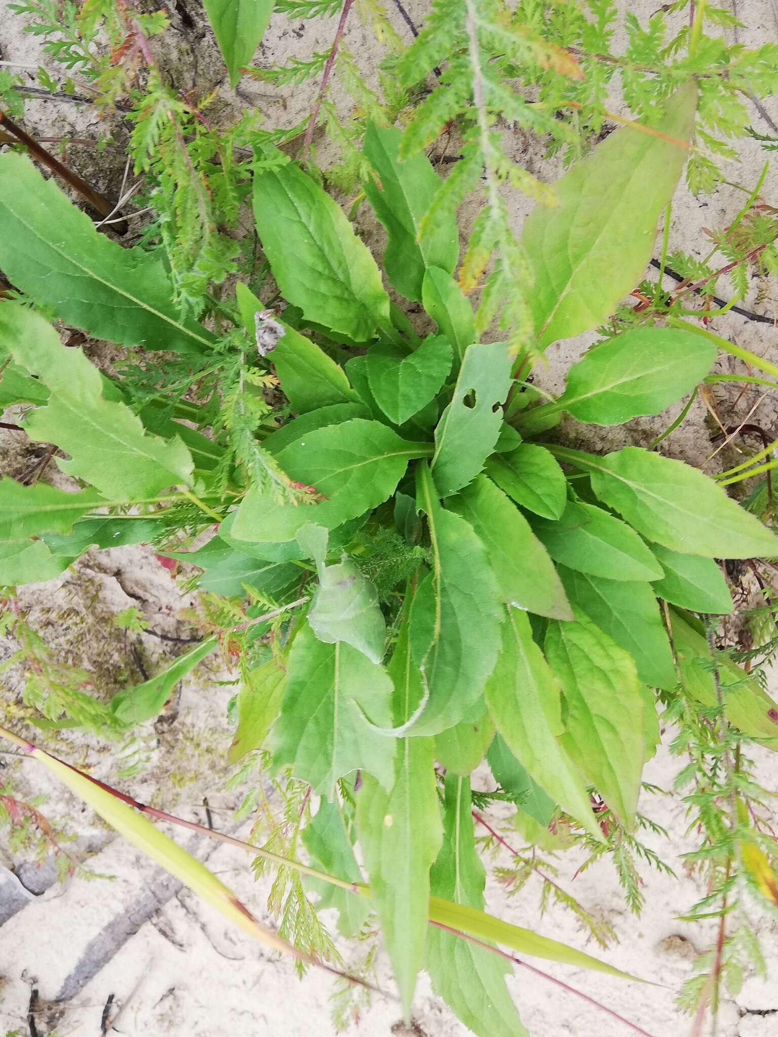 Image de Solidago virgaurea subsp. lapponica (With.) N. N. Tzvel.