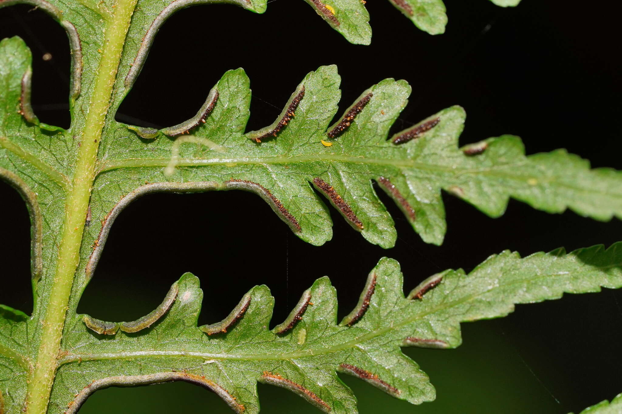 Image of Pteris epaleata D. J. Ohlsen