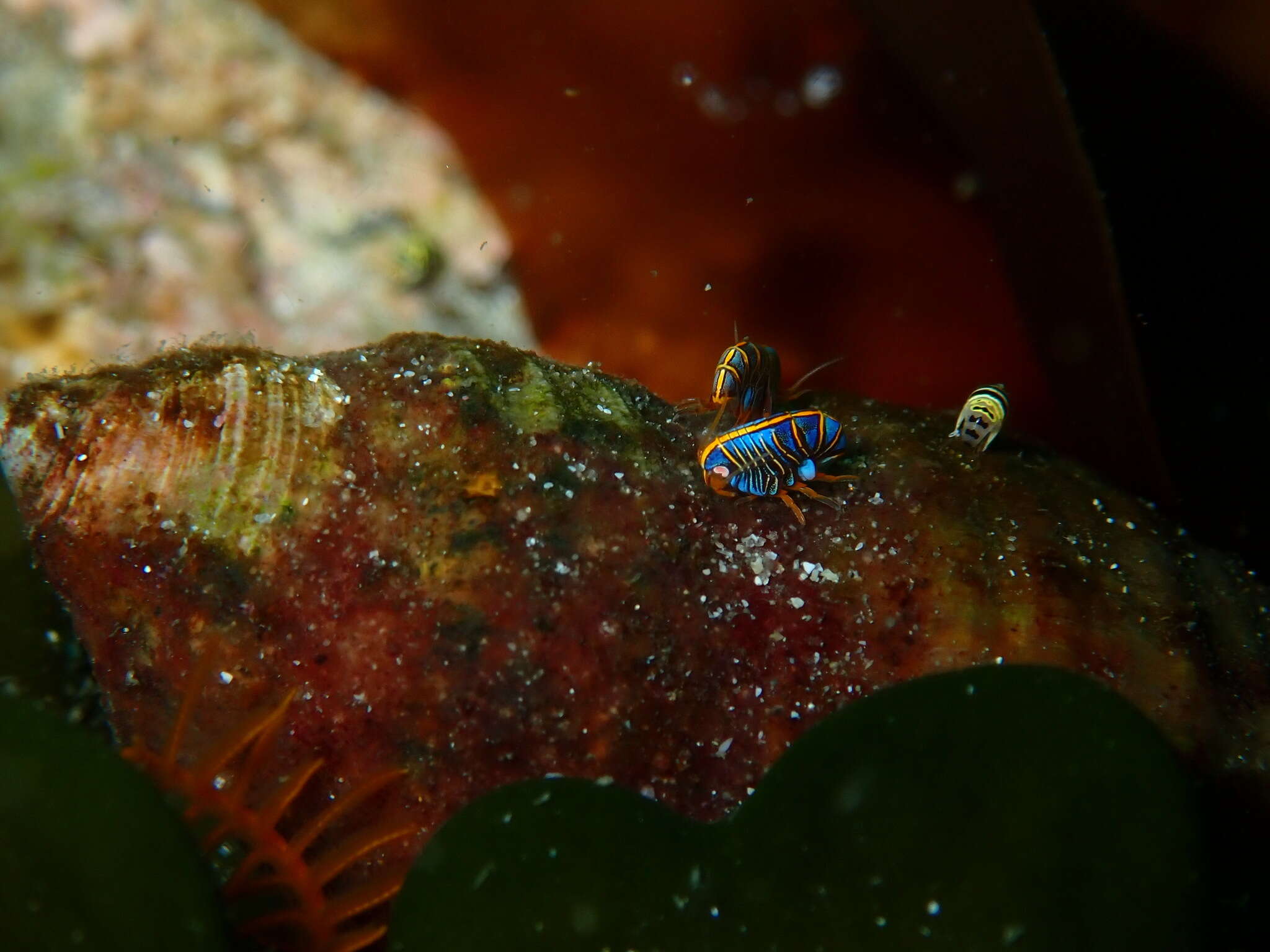 Image of Hunchback amphipod