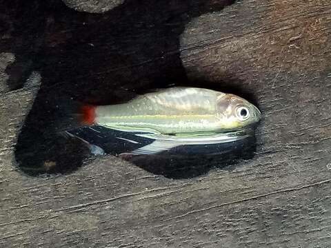 Image of Red-tailed Rasbora