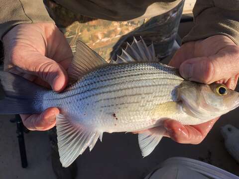 Image of White Bass