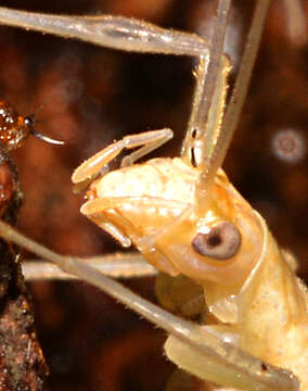 Image of Davis's Tree Cricket