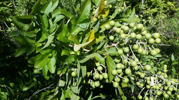 Image of wingleaf soapberry