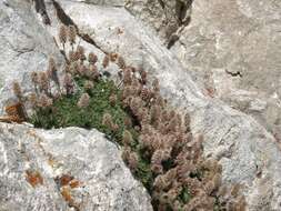 Image of Petrophytum caespitosum subsp. caespitosum