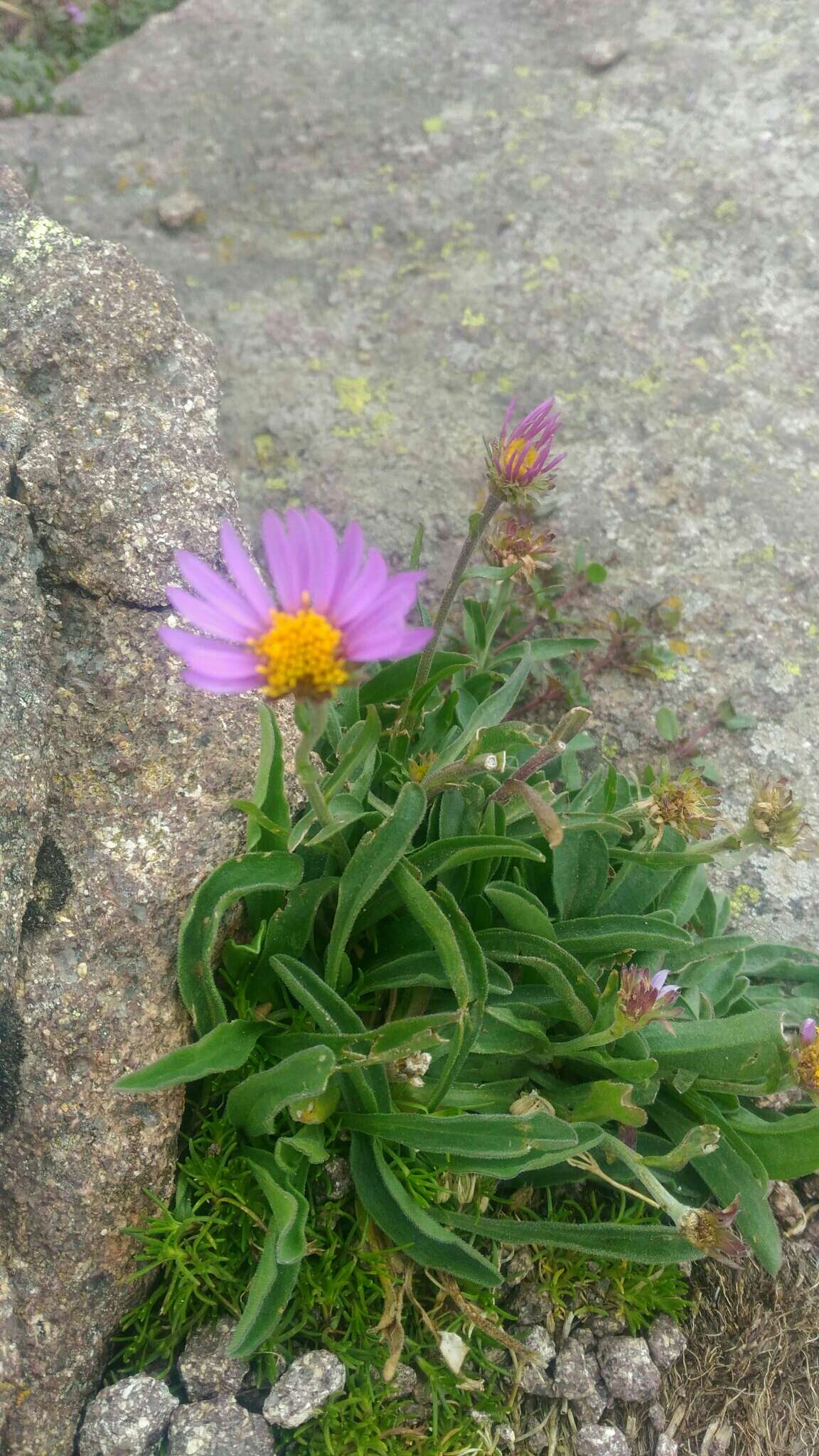 Image of alpine aster