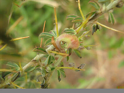 Image of Indigofera circinnata Harv.