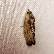 Image of Moth