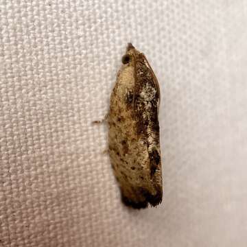 Cryptophlebia ombrodelta Lower 1898 resmi