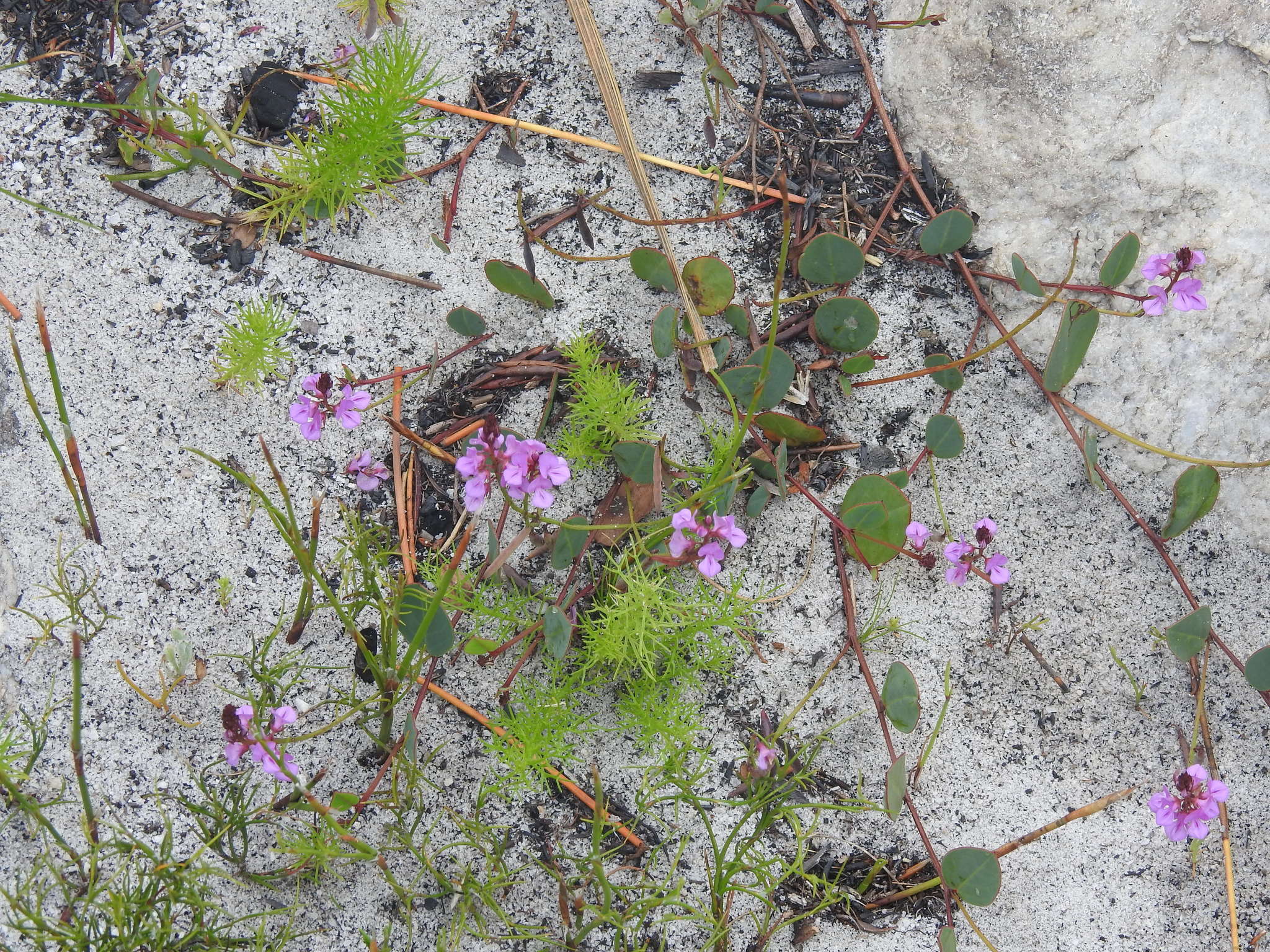 Indigofera ovata Thunb.的圖片