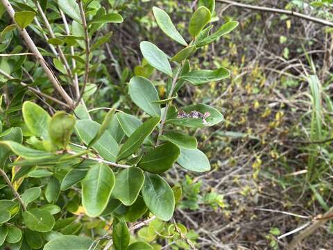 Image of boxleaf stopper