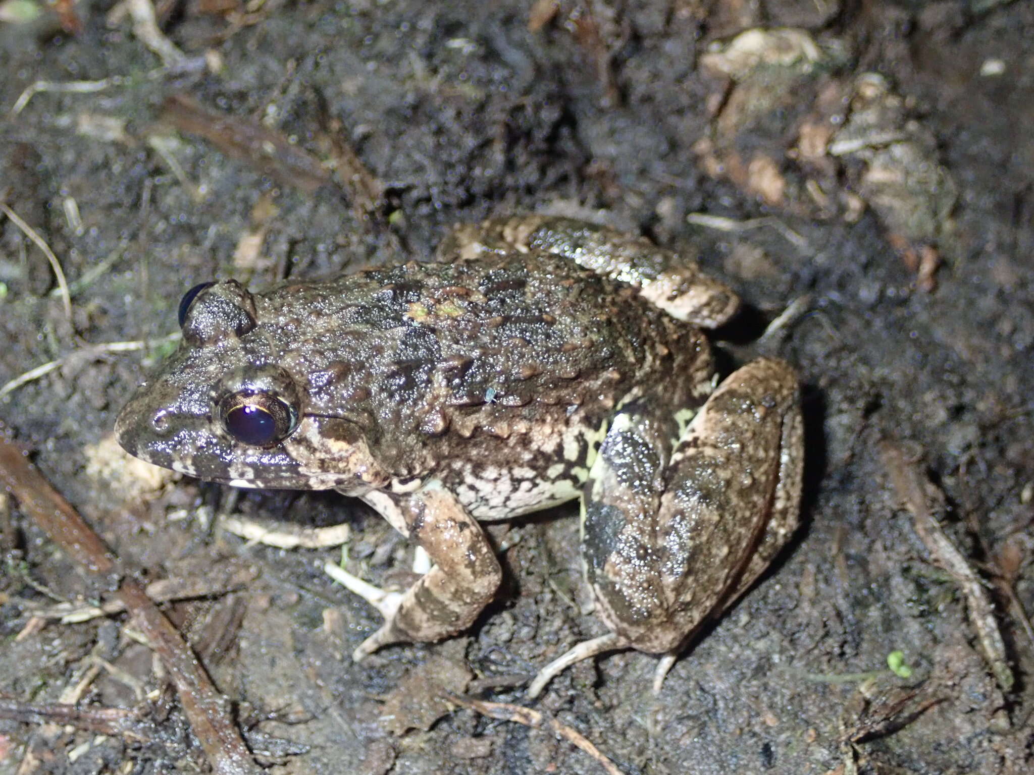 Fejervarya multistriata (Hallowell 1861)的圖片