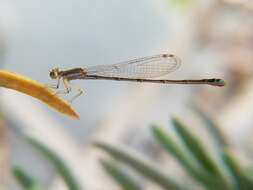 Image of Argentagrion ambiguum (Ris 1904)