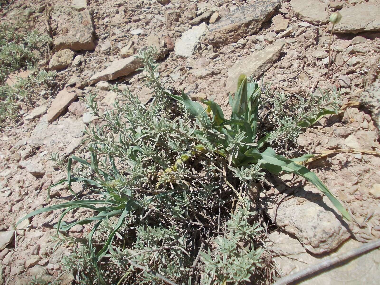 Image of Atriplex cana Ledeb.