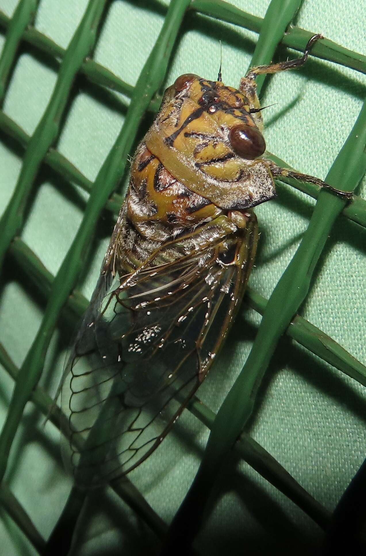 Image of Oxypleura lenihani Boulard 1985