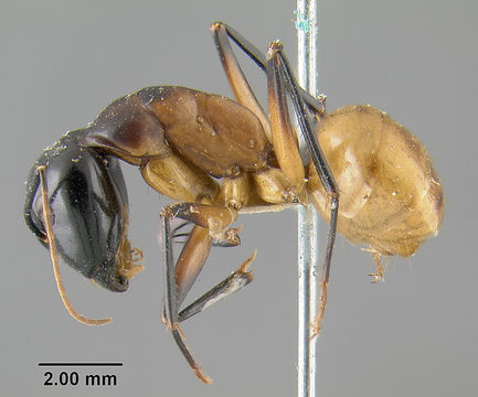 Image of <i>Camponotus ocreatus</i> Emery 1893