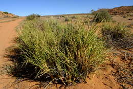 Image of Cladoraphis spinosa (L. fil.) S. M. Phillips