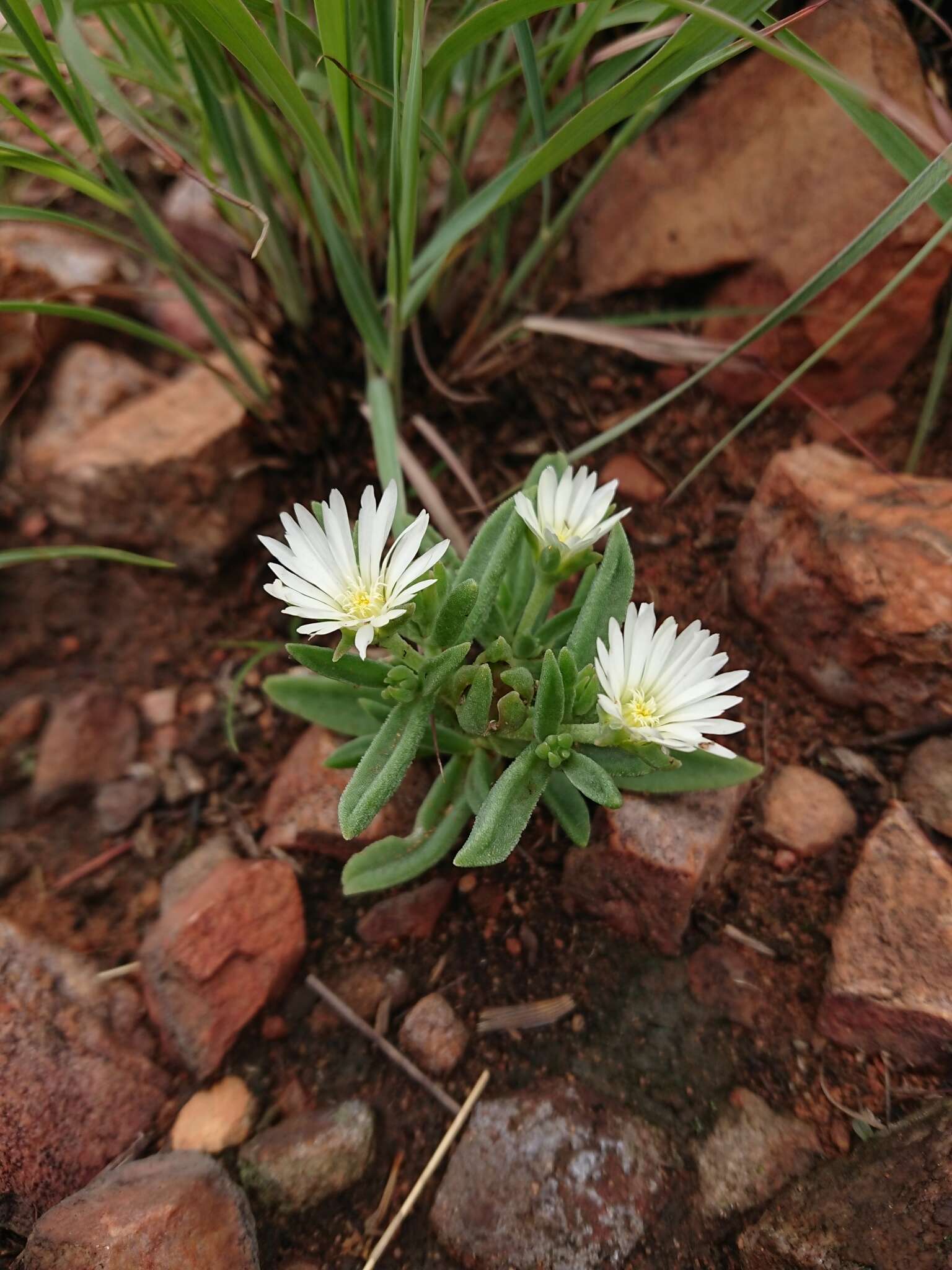 Imagem de Delosperma gautengense H. E. K. Hartmann