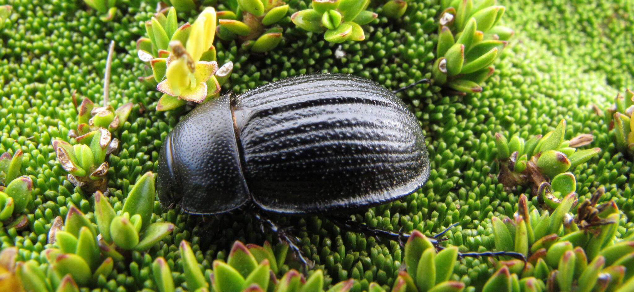 Imagem de Scythrodes squalidus Broun 1886