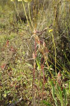 Image of Caladenia ericksoniae Nicholls