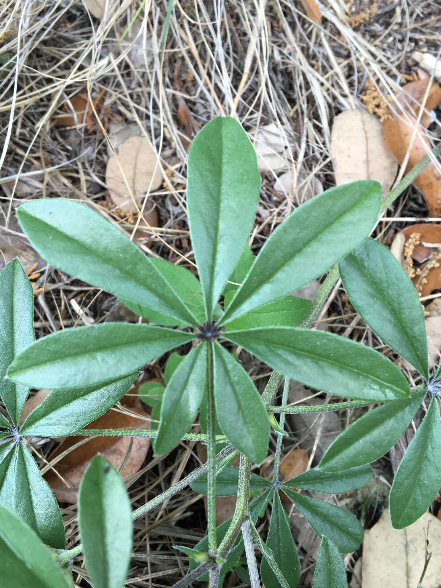 Image of Texas Plains Indian breadroot