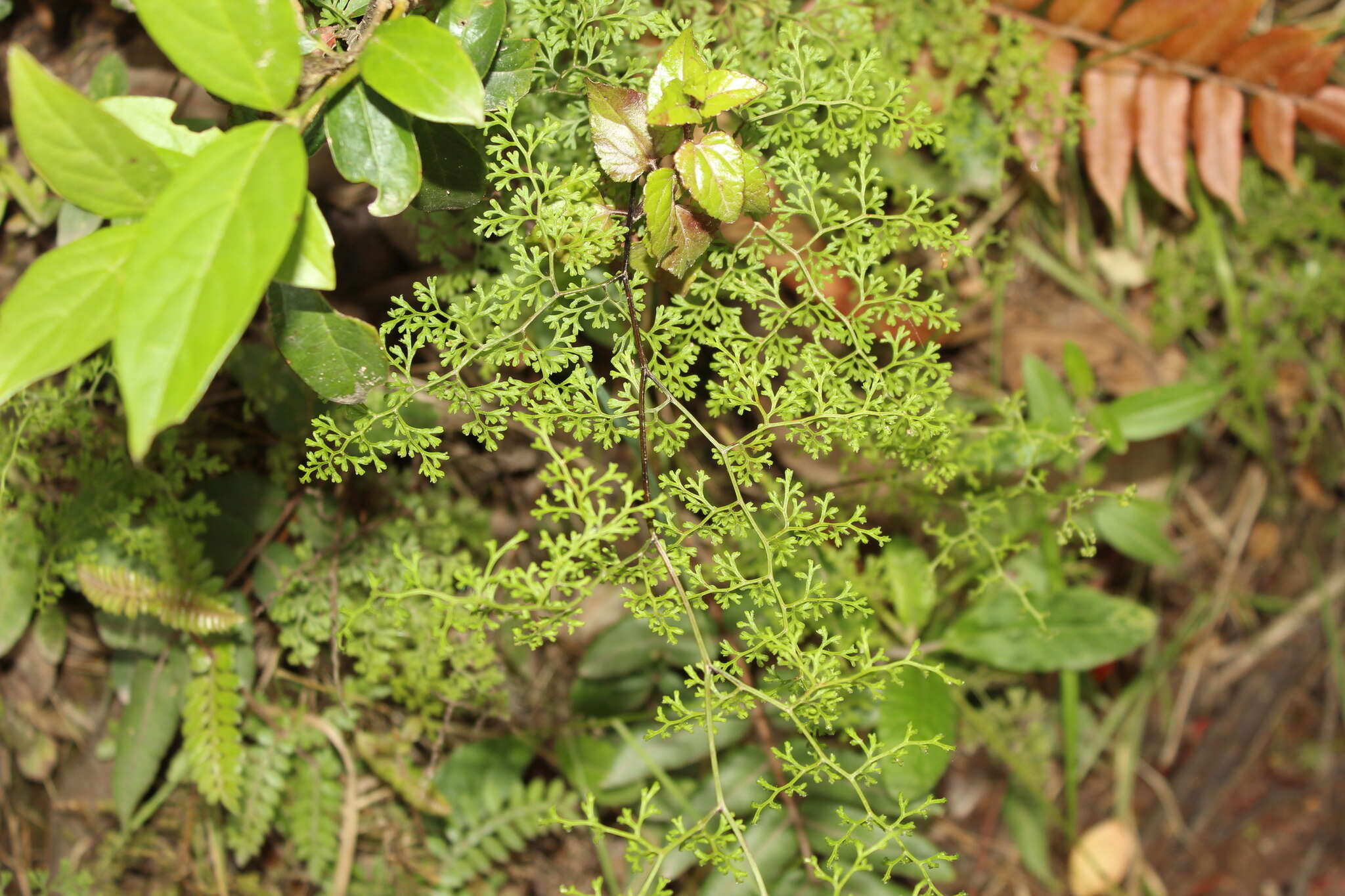 Sivun Jamesonia flexuosa (Humb. & Bonpl.) Christenh. kuva