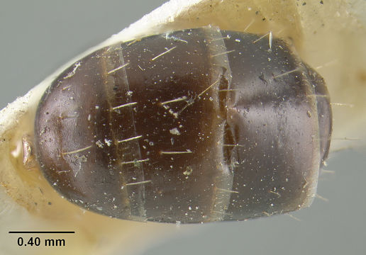 Image of <i>Camponotus decipiens</i> Emery 1893