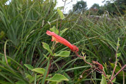 Image of Sinningia incarnata (Aubl.) Denham