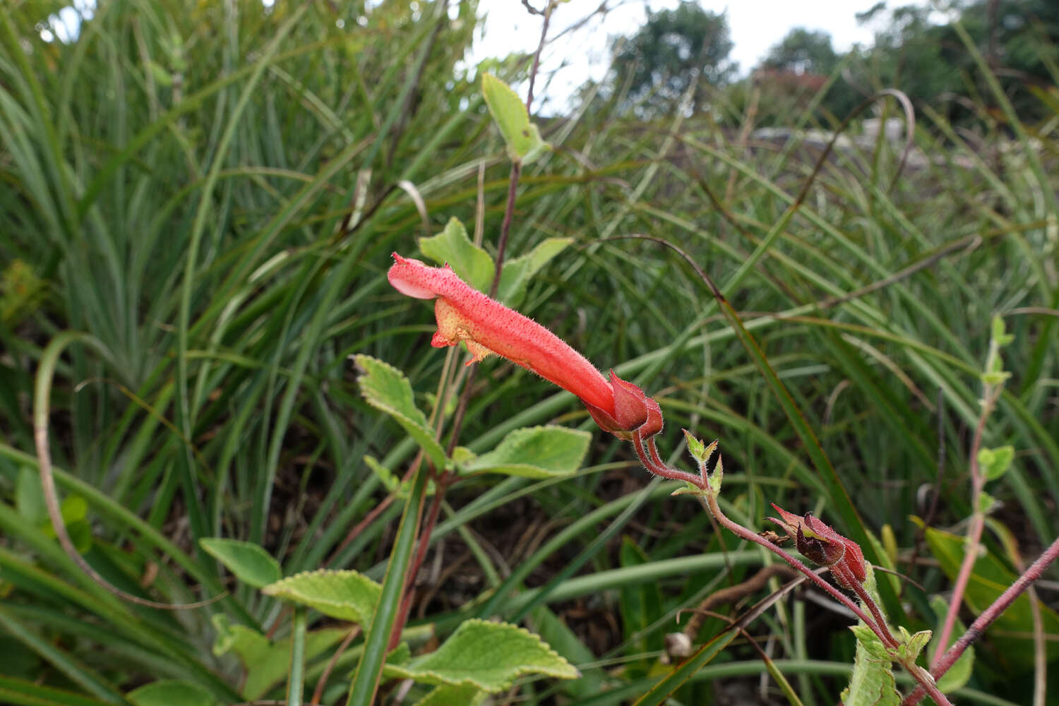 Image of Sinningia incarnata (Aubl.) Denham