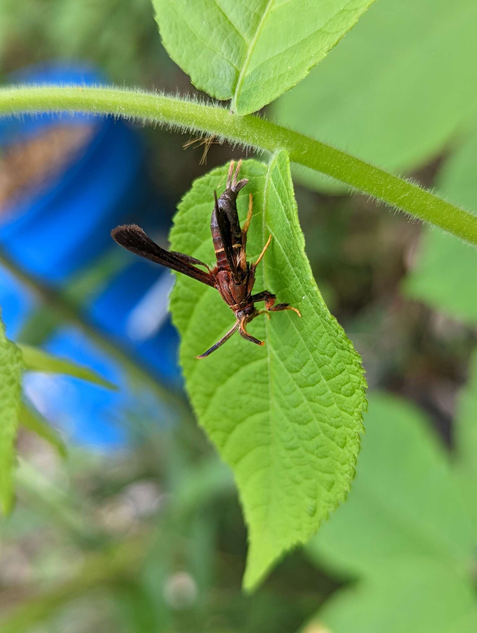 Слика од Vitacea scepsiformis (Edwards 1881)