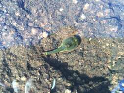 Sivun Triops australiensis (Spencer & Hall 1896) kuva