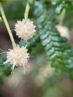 Image de Acacia pentadenia Lindl.