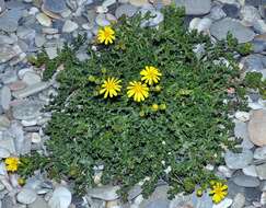 Image of French groundsel