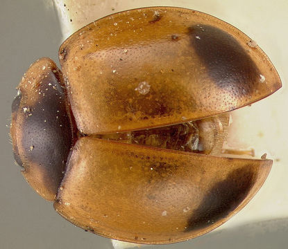 Image of <i>Exochomus guexi</i> LeConte 1852