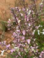 Image de Syncolostemon transvaalensis (Schltr.) D. F. Otieno