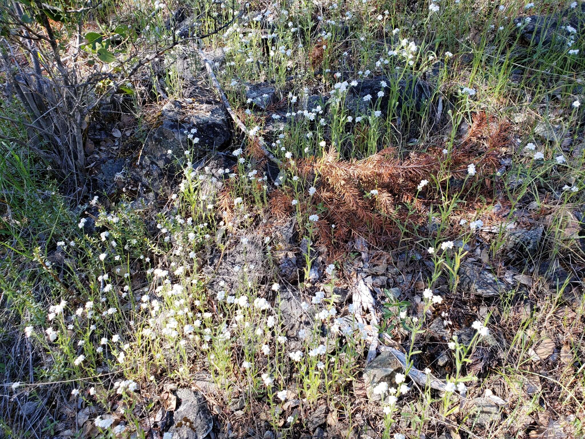 Plancia ëd Plagiobothrys nothofulvus (A. Gray) A. Gray