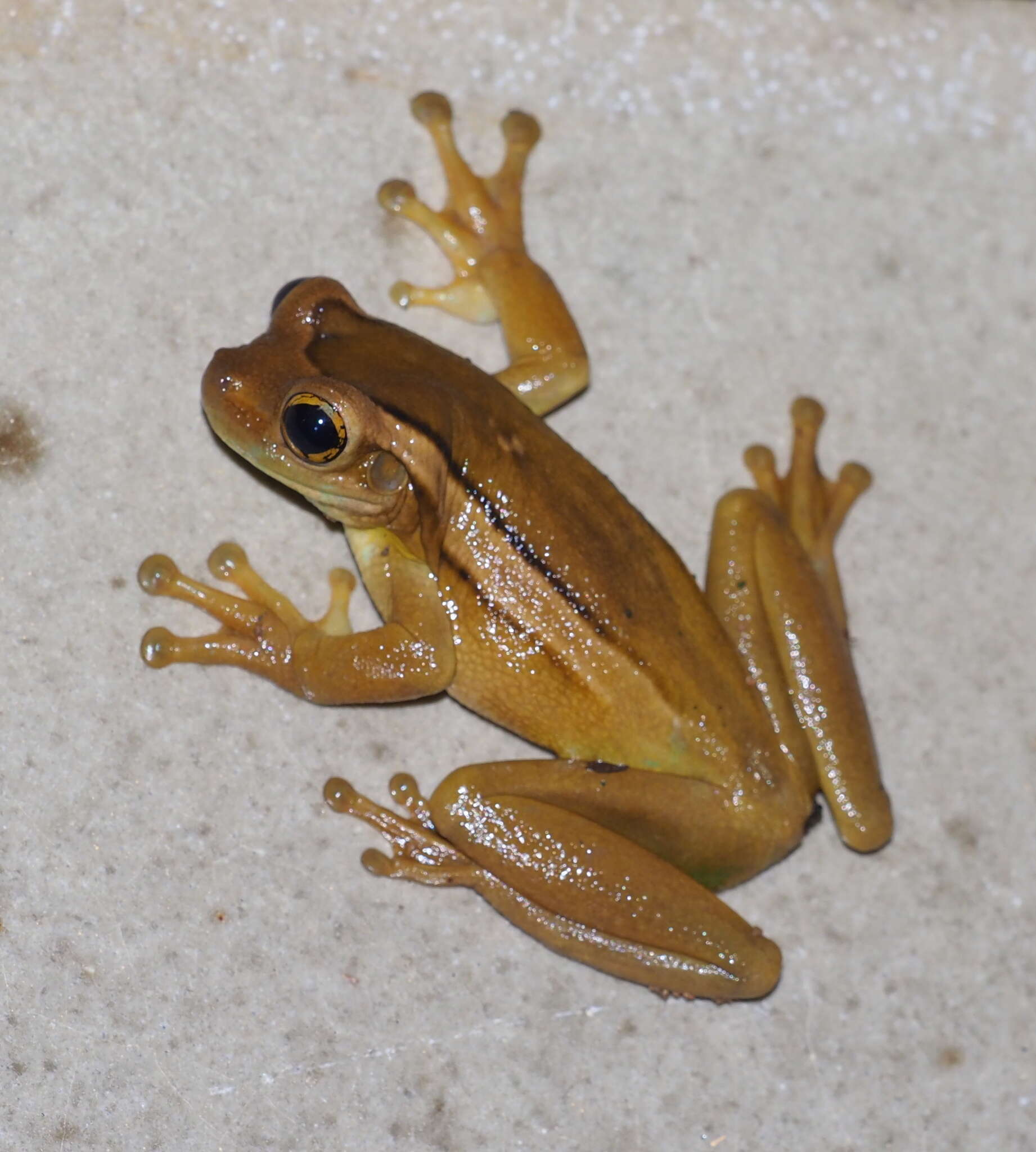 Image of Trachycephalus mesophaeus (Hensel 1867)