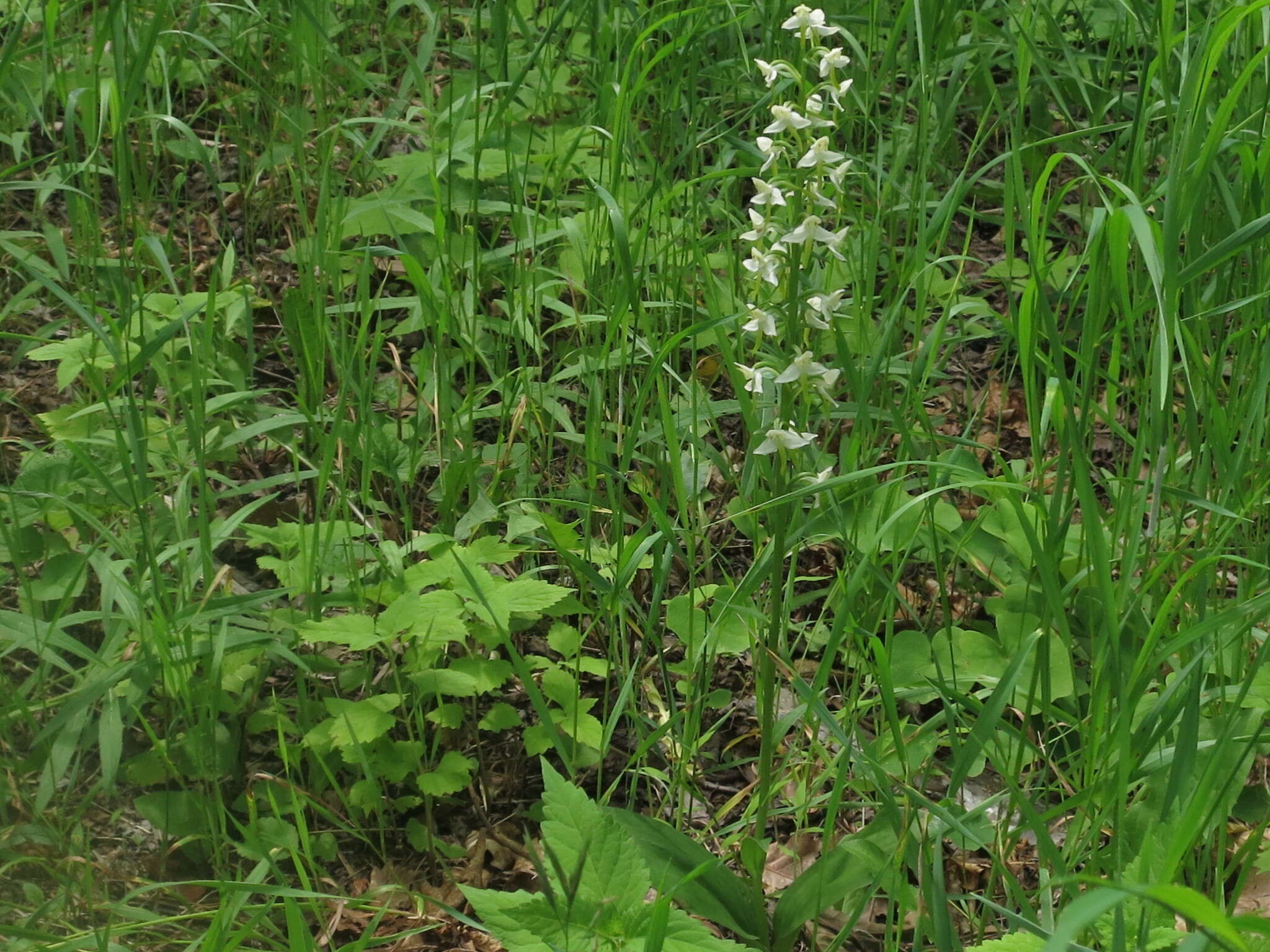 Image of Platanthera densa Freyn