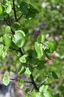 Styrax platanifolius subsp. texanus (Cory) P. W. Fritsch的圖片