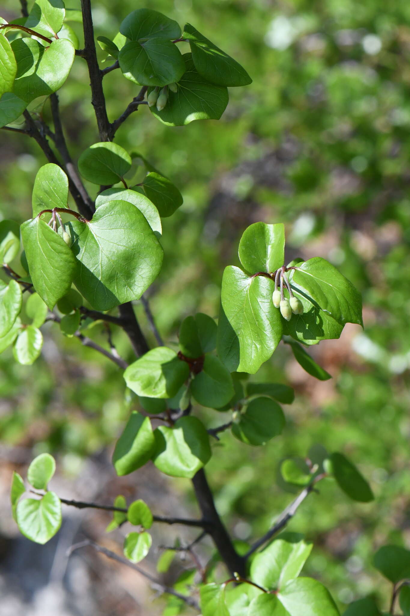 Styrax platanifolius subsp. texanus (Cory) P. W. Fritsch的圖片