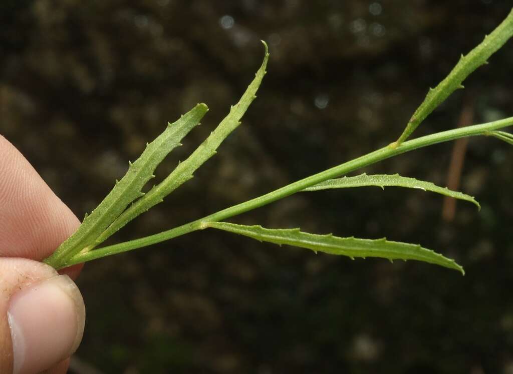 صورة Baccharis thesioides Kunth